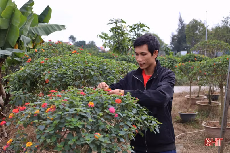 Hà Tĩnh: Hoa, cây cảnh có ý nghĩa phong thủy, tài lộc hút khách