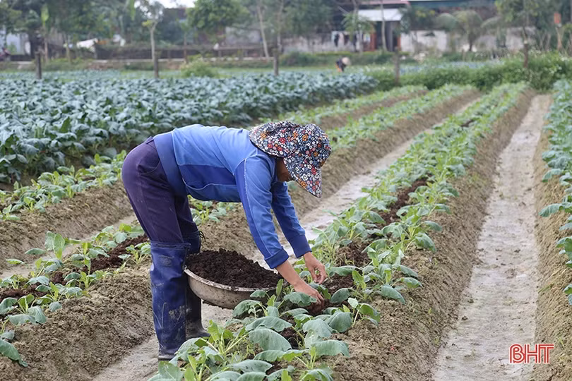 Nguồn cung ổn định nhưng giá rau xanh tại Hà Tĩnh vẫn không “giảm sâu”