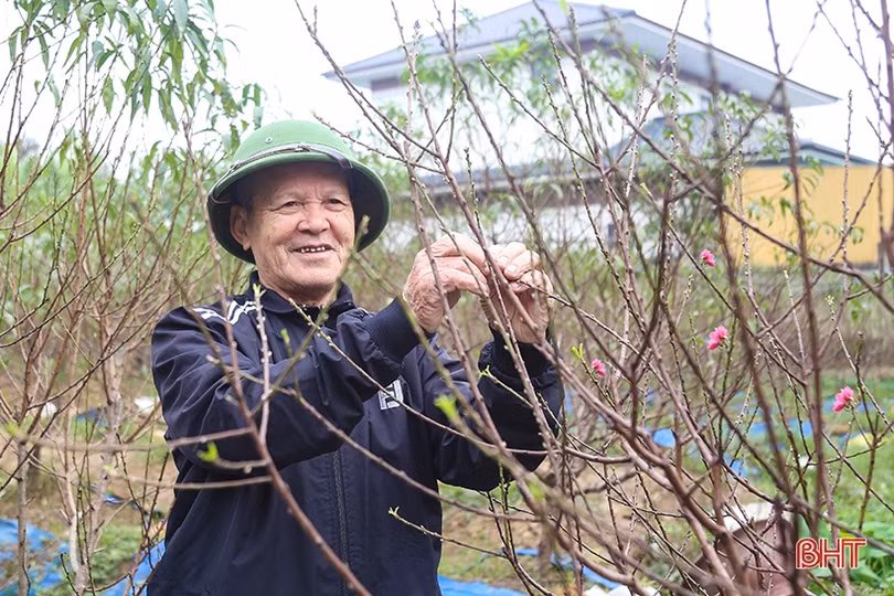 Làng hoa, làng rau Hà Tĩnh “hối hả” vào mùa cao điểm
