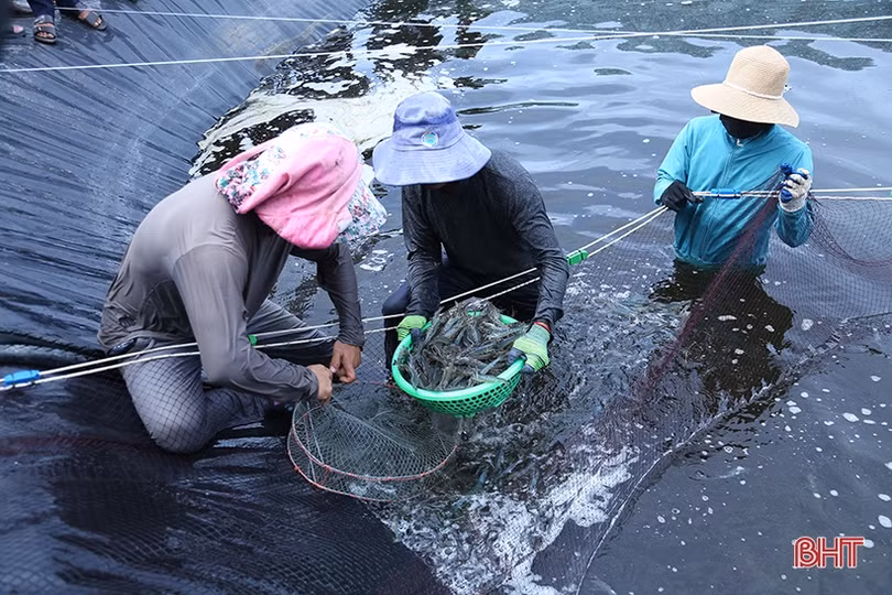 Hà Tĩnh phát triển nông nghiệp theo hướng hàng hóa quy mô lớn