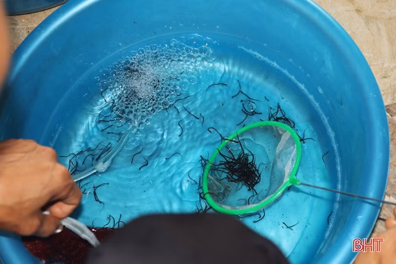 Khởi nghiệp bằng nuôi lươn không bùn