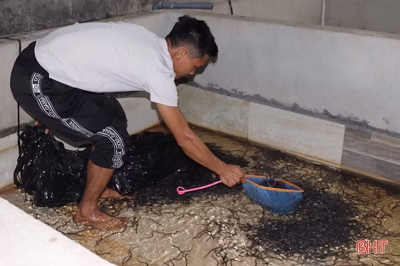 Khởi nghiệp bằng nuôi lươn không bùn