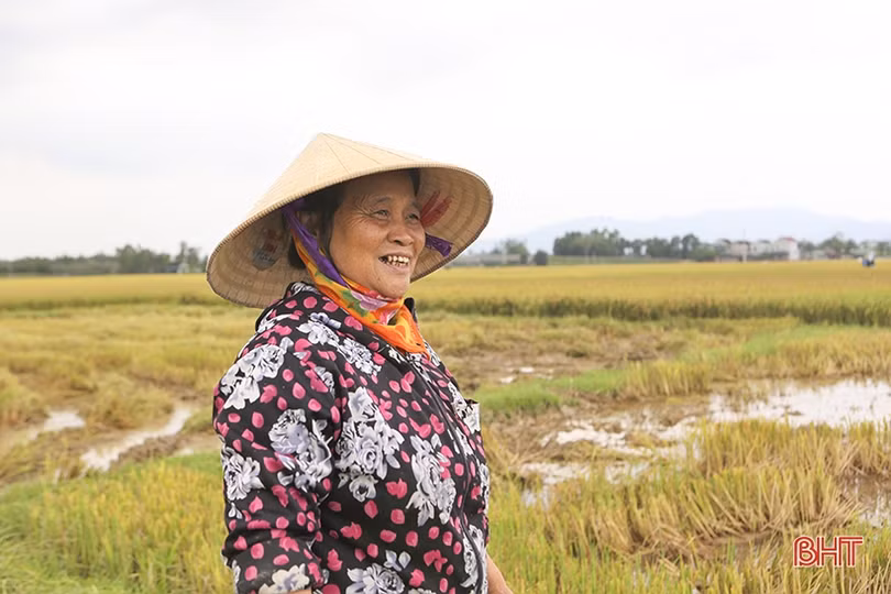 “Đồng lúa hẹn hò những mùa gặt”...