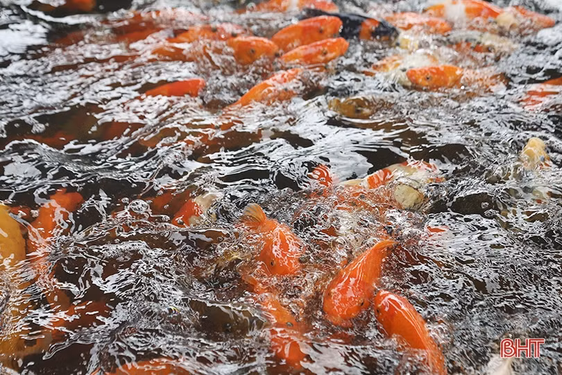 Nuôi cá Koi Nhật Bản, cựu chiến binh ở Hà Tĩnh thu lãi cao