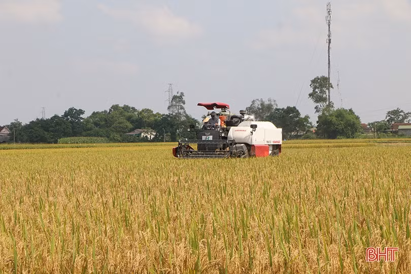 Nông dân Hà Tĩnh tốc lực thu hoạch lúa xuân
