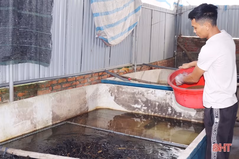 Khởi nghiệp bằng nuôi lươn không bùn