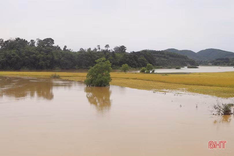 Tập trung giúp nông dân Vũ Quang tháo úng, thu hoạch lúa sau khi nước rút