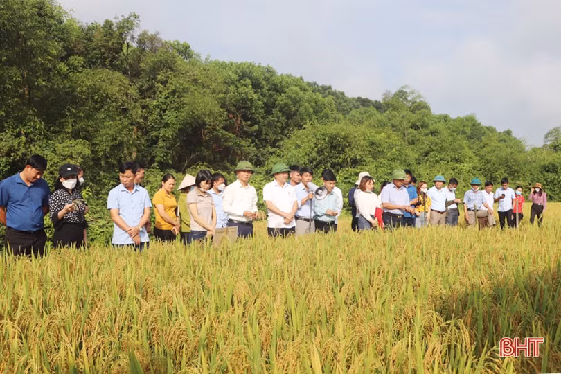 Thí điểm thành công mô hình sản xuất lúa hữu cơ DT39 tại Vũ Quang