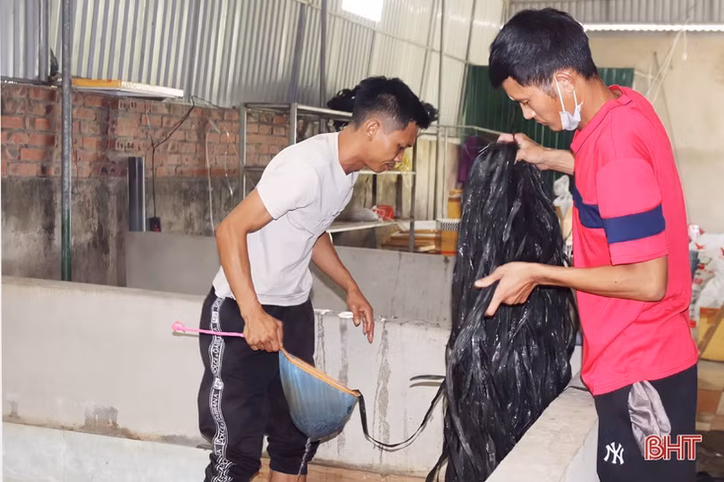 Khởi nghiệp bằng nuôi lươn không bùn