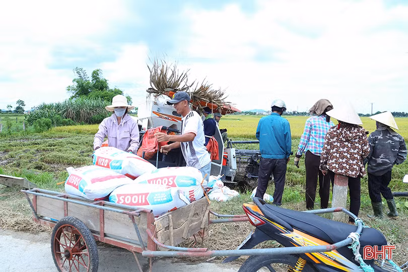 Nông dân Hà Tĩnh khẩn trương thu hoạch lúa xuân để tránh mưa lớn