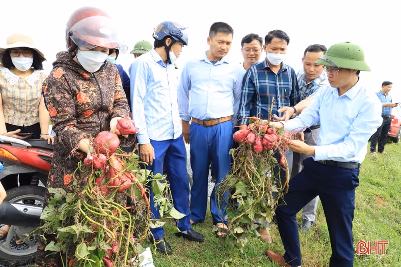 Nghi Xuân tiếp tục mở rộng, theo dõi các giống cây trồng triển vọng