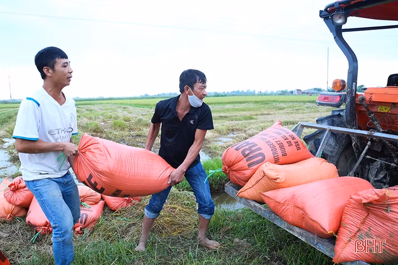 Giá thu mua lúa tươi giảm, nông dân Hà Tĩnh “kém” vui