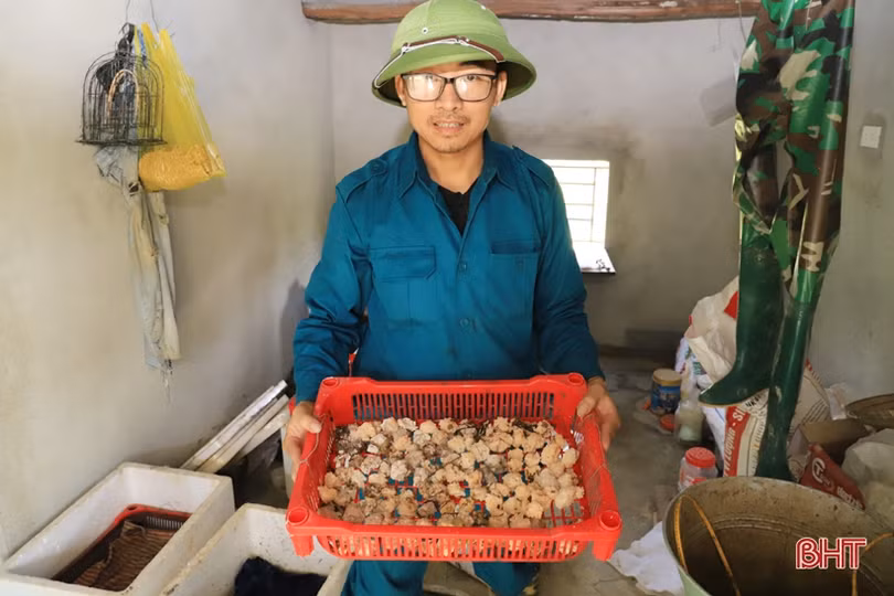Khi kỹ sư xây dựng… nuôi ốc bươu 