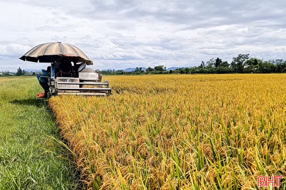 Lúa hữu cơ được giá, nông dân Gia Hanh phấn khởi