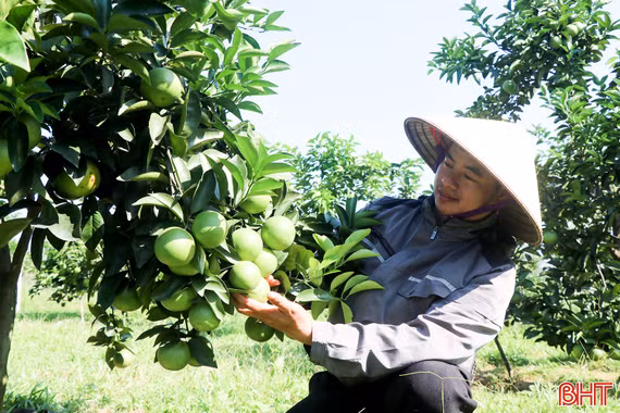 Phát huy hiệu quả nguồn vốn, tạo sinh kế bền vững ở Đồng Lộc