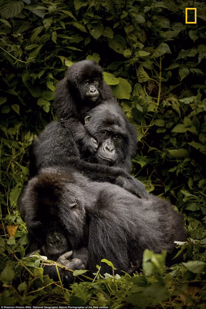 thien nhien dep me hoac trong nhung buc anh cua national geographic