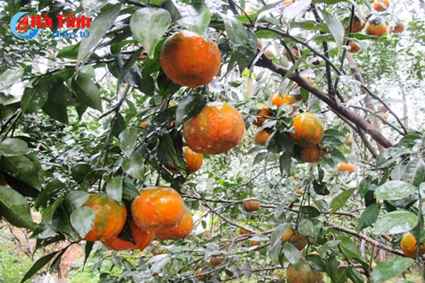 le hoi cam va cac san pham nong nghiep ha tinh dien ra cuoi thang 11