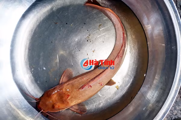 di tha luoi bat duoc ca tre la mau vang ong
