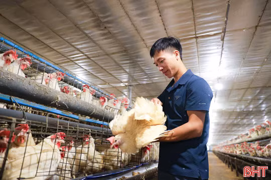 Đầu tư 10 tỷ đồng nuôi gà Ai Cập, mỗi ngày thu hơn 28.000 quả trứng