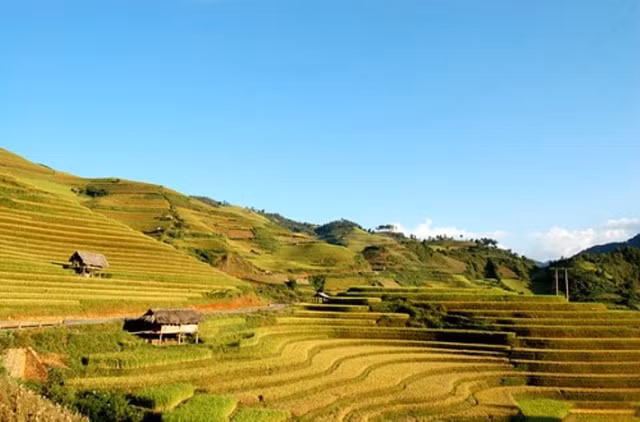 ngo ngang ve dep mu cang chai mua lua chin