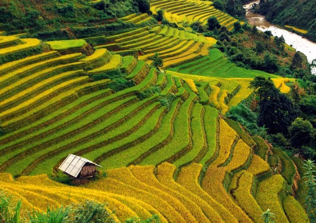 ngo ngang ve dep mu cang chai mua lua chin