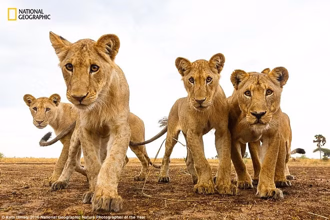 the gioi ky vi qua anh du thi cua national geographic