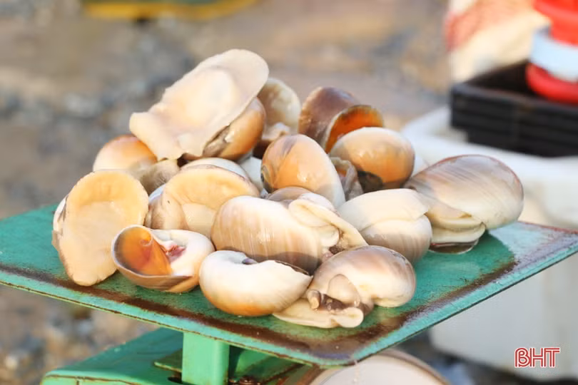 Về Hà Tĩnh “soi đèn” đi chợ cá, ngắm bình minh