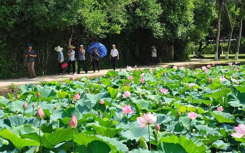 Ngẫm về sen ở Làng Sen...