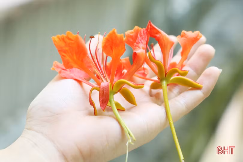 Tuổi học trò xao xuyến mùa phượng đỏ