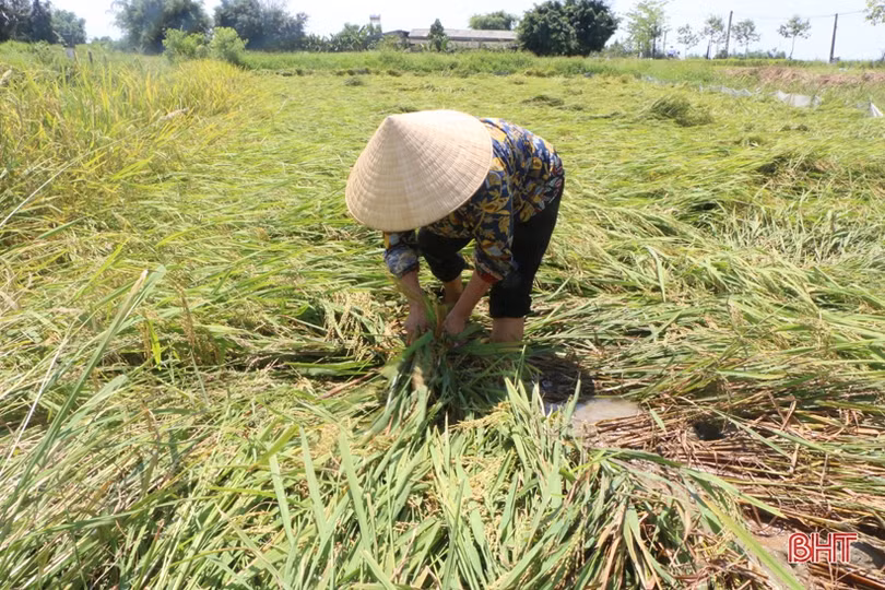  Hàng trăm ha lúa xuân ở Hà Tĩnh đổ ngã trước ngày thu hoạch
