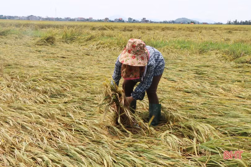  Hàng trăm ha lúa xuân ở Hà Tĩnh đổ ngã trước ngày thu hoạch