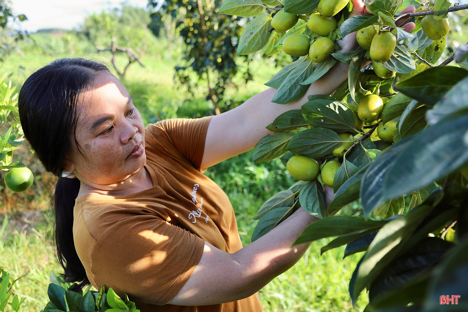 Không chỉ riêng gia đình bà Nguyệt, nhiều hộ dân khác ở thôn Yên Du cũng đang phấn khởi vì một mùa hồng thắng lợi. Chị Nguyễn Thị Nga, một trong những hộ trồng hồng lâu năm cho biết, vườn chị với gần 80 gốc hồng dự kiến sẽ cho thu hoạch 2 tấn quả. Năm nay hồng được mùa và giá ổn định đã tiếp thêm động lực lớn cho bà con tiếp tục gắn bó với cây hồng giòn.