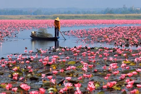 ho hoa sung khong lo o xu so chua vang