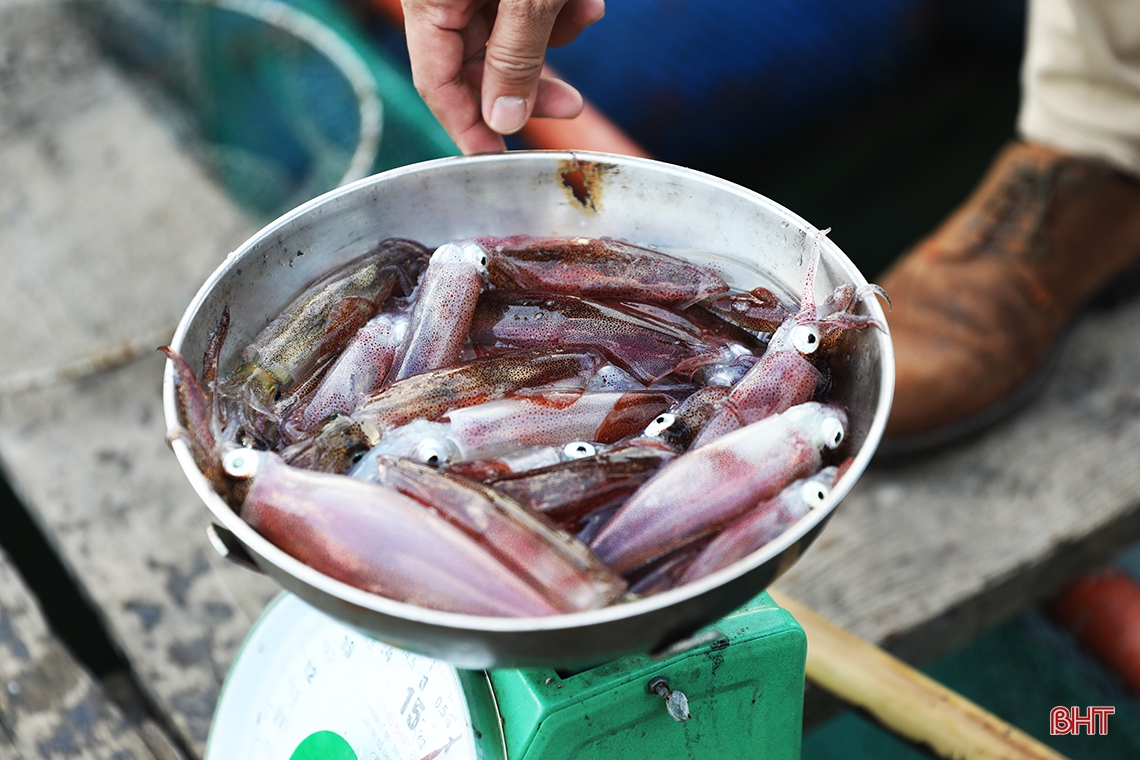 Mực nhảy Vũng Áng hấp dẫn du khách