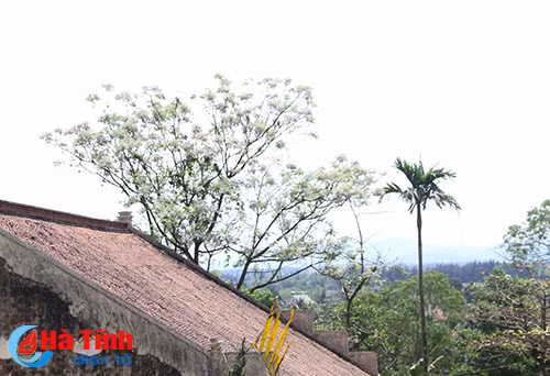 photo sac tim hoa xoan thang 3 o ha tinh