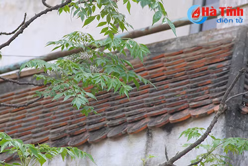 photo sac tim hoa xoan thang 3 o ha tinh
