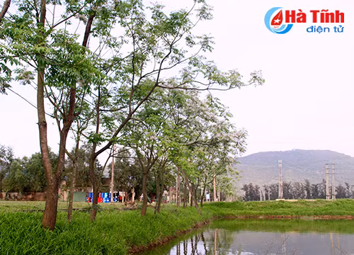 photo sac tim hoa xoan thang 3 o ha tinh