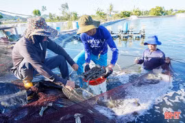 Từ đất muối bỏ hoang đến vùng nuôi tôm tiền tỷ