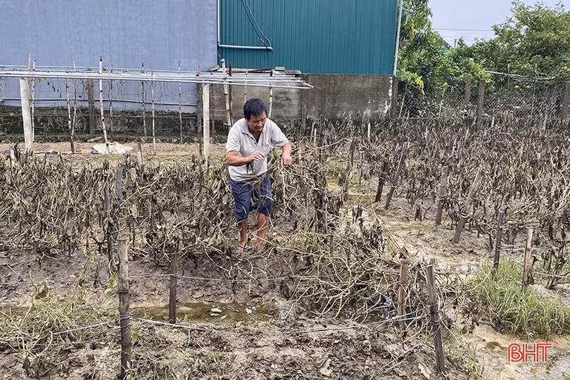 Vựa rau lớn nhất Hà Tĩnh tan hoang sau mưa lũ