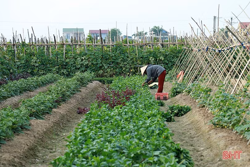 Vựa rau lớn nhất Hà Tĩnh tan hoang sau mưa lũ