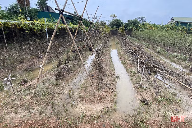 Vựa rau lớn nhất Hà Tĩnh tan hoang sau mưa lũ