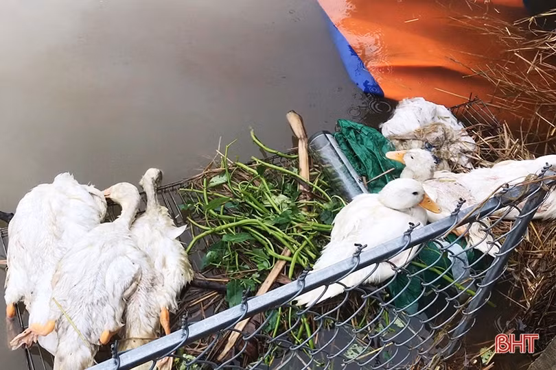 Hơn 300 ha nuôi trồng thủy sản và hàng trăm héc-ta hoa màu ở Can Lộc bị thiệt hại