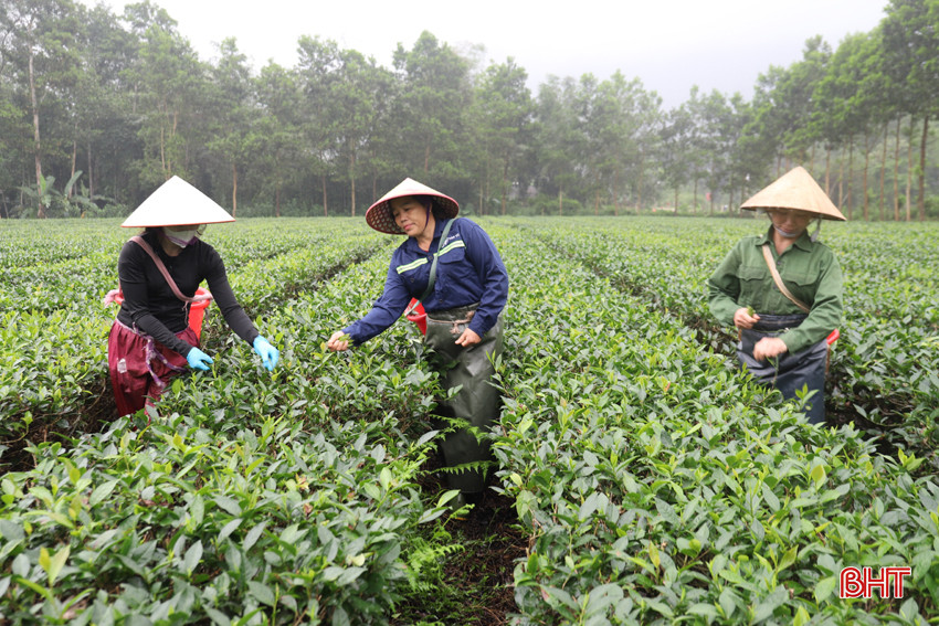 Hiện gia đình anh Hương đã có 2,3 ha chè cho thu hoạch 50 tấn/năm.