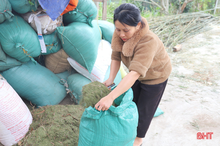 Nguyên liệu từ cây trện ngoài làm chổi, hạt trện còn được dùng để chế biến dầu trện.