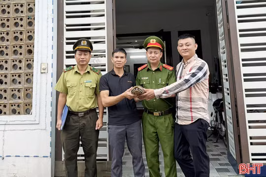 Rùa vàng quý hiếm "đi lạc" vào nhà dân