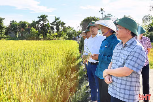 Triển vọng từ giống lúa mới TĐ25 trên đồng ruộng Hà Tĩnh