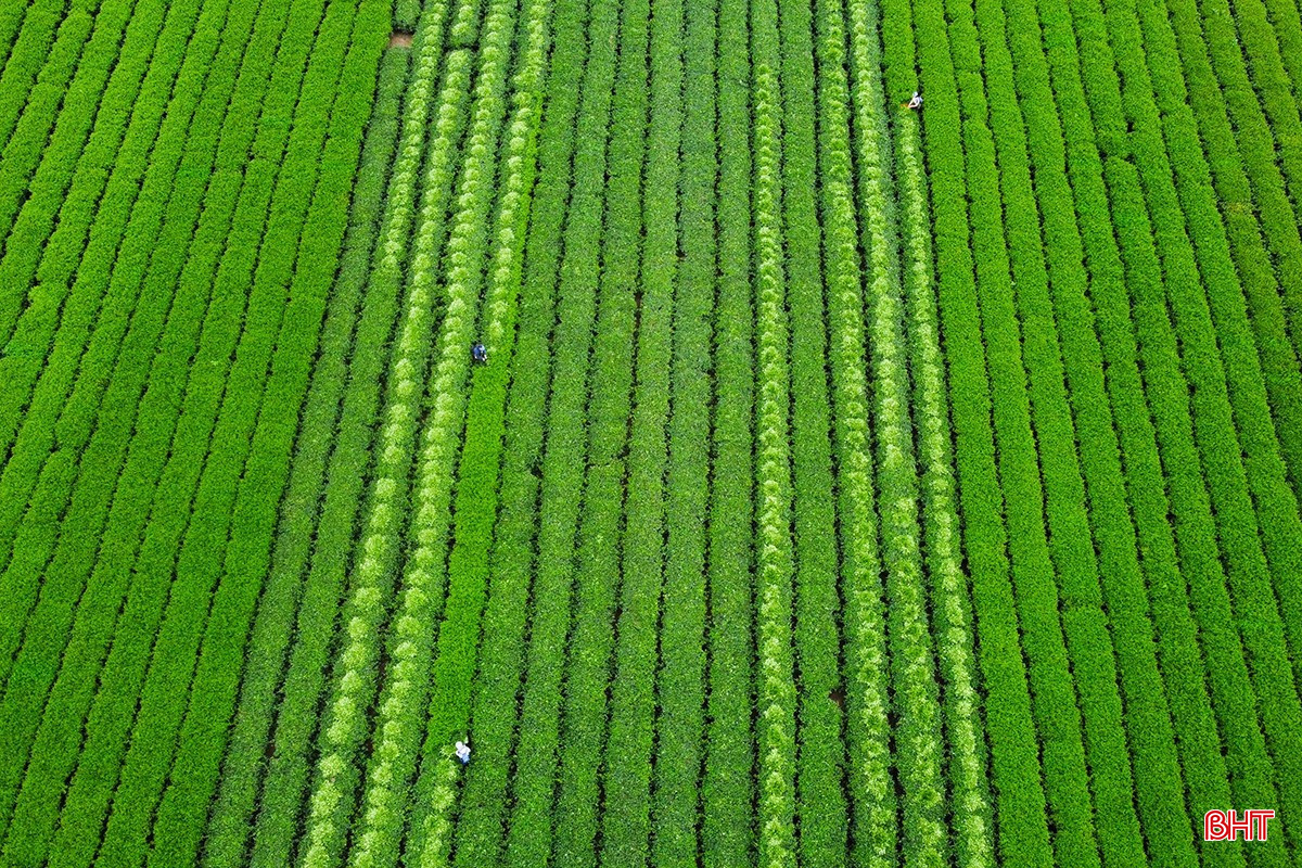 bqbht_br_1dji-0345.jpg