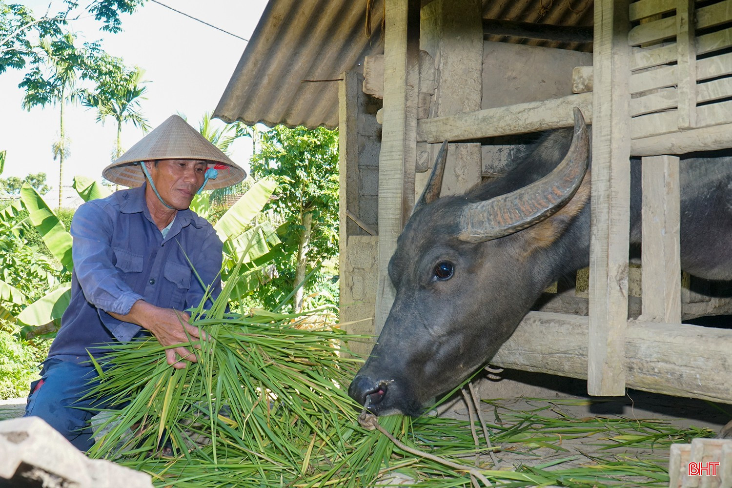 bqbht_br_doan-van-tai-thon-hop-duc-xa-vu-quang-1-trau-3-bo.jpg