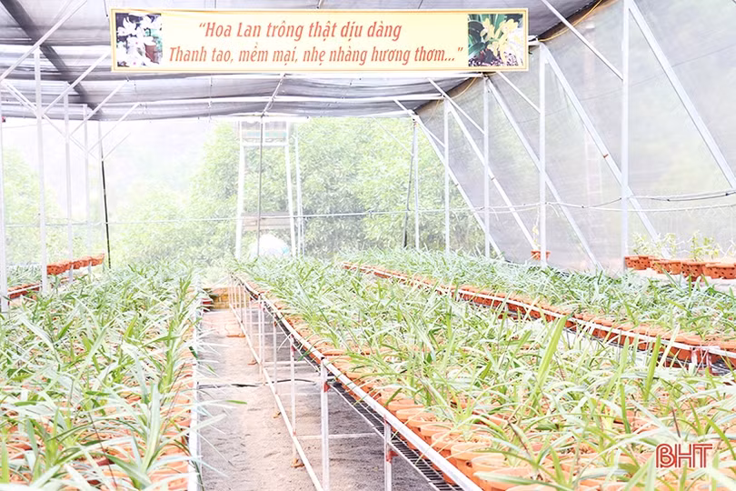 Doanh nhân trẻ rời phố về làng khởi nghiệp từ vườn lan