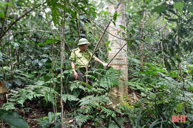 Chấn chỉnh tình trạng khai thác gỗ rừng trái phép ở Hương Khê